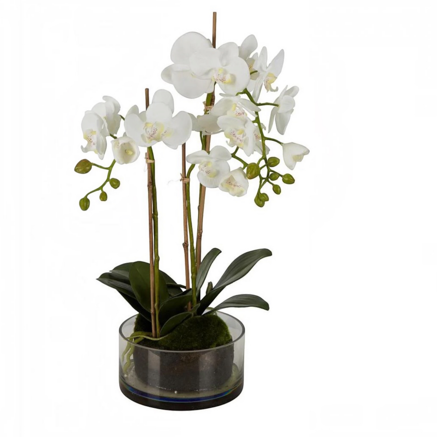 The Potted Orchid